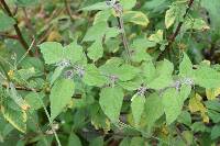 Physalis peruviana image