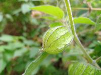 Physalis peruviana image