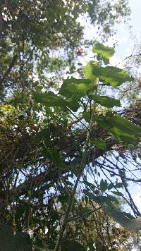 Abutilon reflexum image