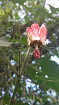 Abutilon reflexum image