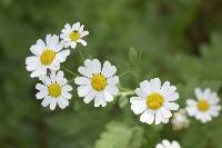 Tanacetum parthenium image