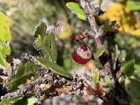 Macleania rupestris image