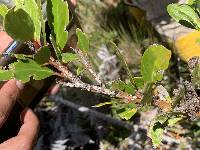 Macleania rupestris image