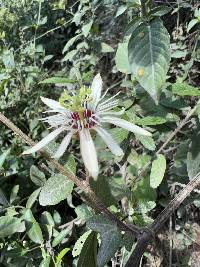 Passiflora cisnana image