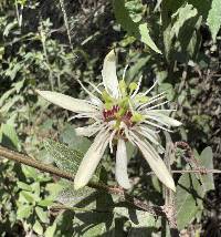 Passiflora cisnana image