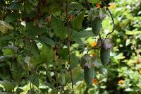 Cobaea scandens image