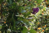 Cobaea scandens image