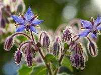 Image of Borago officinalis