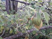 Physalis peruviana image