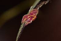 Lepanthes intonsa image