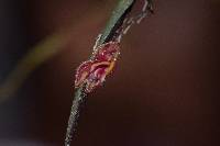 Lepanthes intonsa image