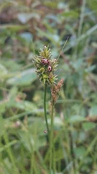 Carex bonplandii image