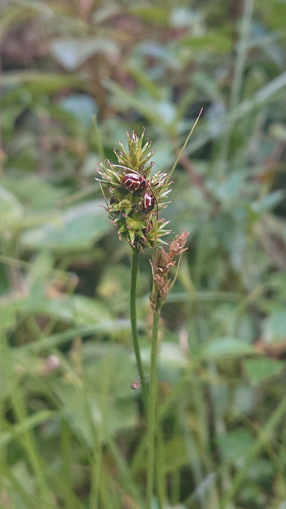 Carex bonplandii image