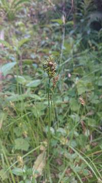 Carex bonplandii image