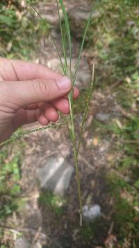 Carex bonplandii image