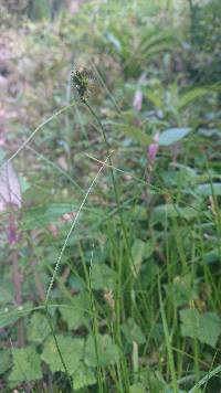 Carex bonplandii image