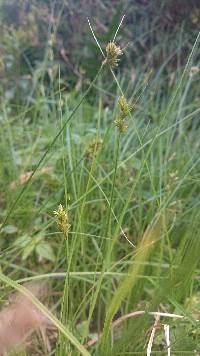 Carex bonplandii image