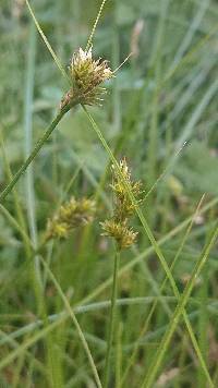 Carex bonplandii image