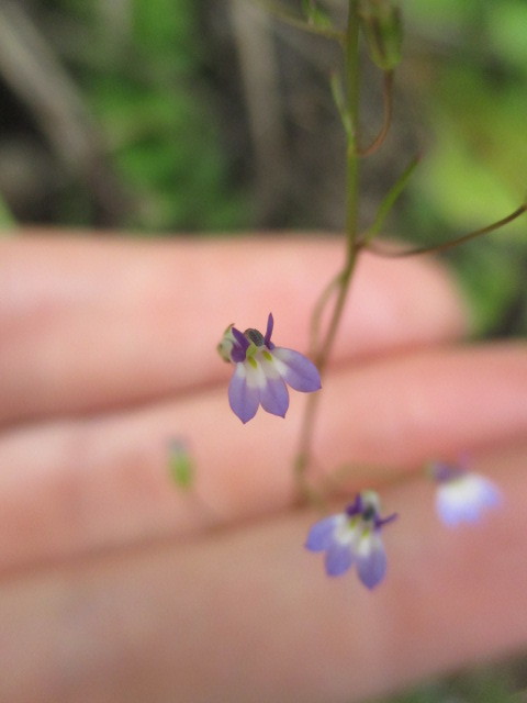 Diastatea micrantha image