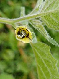 Physalis peruviana image