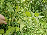 Physalis peruviana image