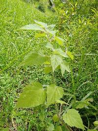 Physalis peruviana image