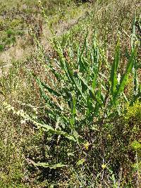 Baccharis genistelloides image