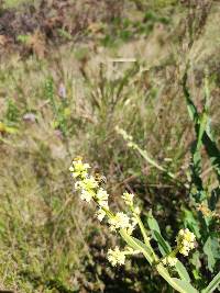 Baccharis genistelloides image