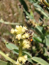 Baccharis genistelloides image