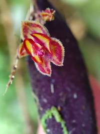 Lepanthes intonsa image