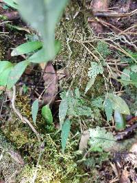 Lepanthes intonsa image