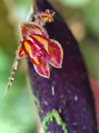 Lepanthes intonsa image