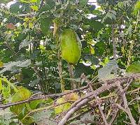 Passiflora quadrangularis image