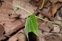 Passiflora cisnana image