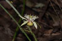 Passiflora cisnana image