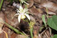 Passiflora cisnana image