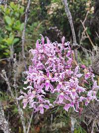 Cyrtochilum alboroseum image