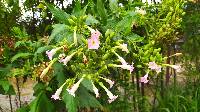 Nicotiana tabacum image