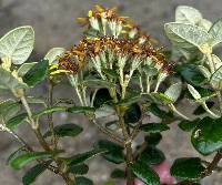 Gynoxys buxifolia image