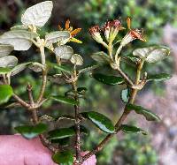 Gynoxys buxifolia image