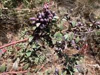 Vaccinium floribundum image