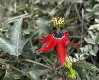 Passiflora manicata image