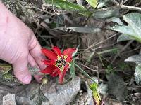 Passiflora manicata image