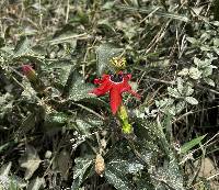 Passiflora manicata image