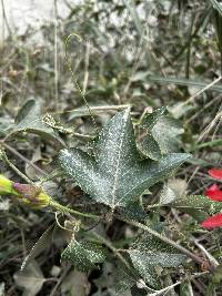 Passiflora manicata image