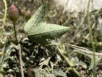 Passiflora manicata image