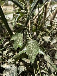 Passiflora manicata image