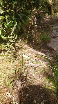 Carex jamesonii image