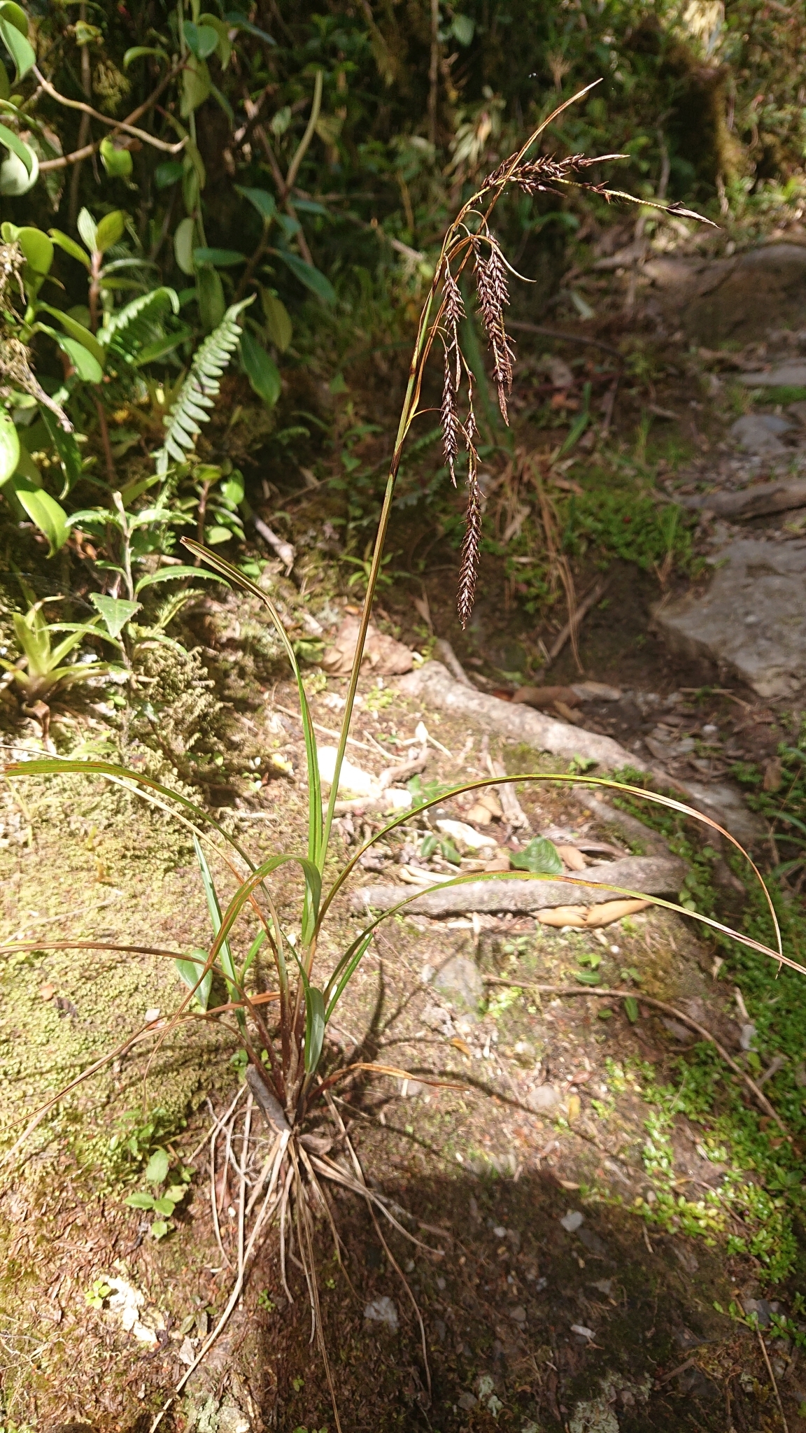 Carex jamesonii image