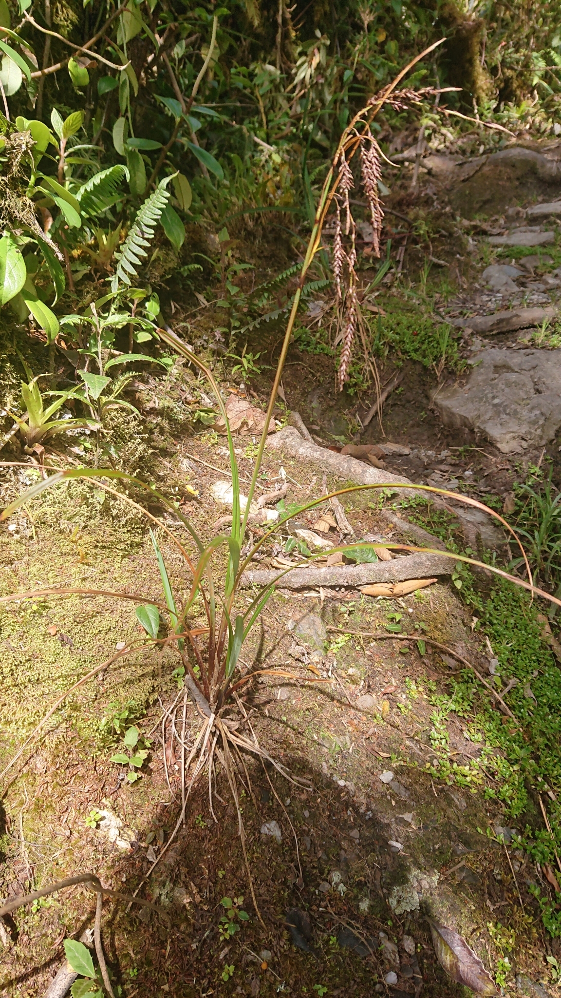 Carex jamesonii image